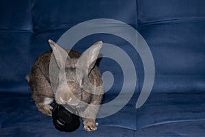 Home Rabbit and his cap toy photo