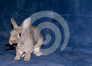 Home Rabbit play with his cap toy photo