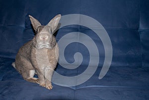Home Rabbit sit on a blue sofa photo