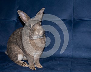 Home Rabbit sit straight on a sofa photo