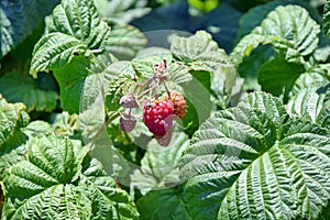 Home Raspberries Garden Bio Plant Stock Photo