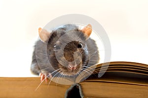 Home rat on the book