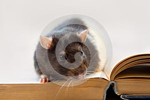 Home rat sitting on a book