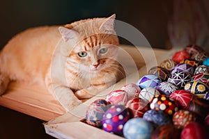 Home red cat and easter eggs on the table.