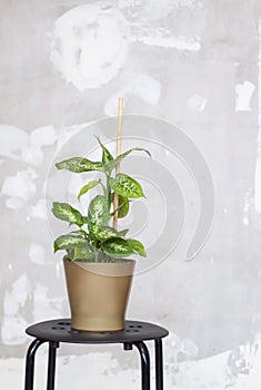 Home or room decorations. Dieffenbachia or dumbcane in the pot
