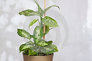 Home or room decorations. Dieffenbachia or dumbcane in the pot