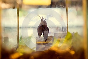 Home snail Achatina fall in love