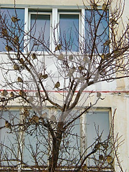 Home sparrows on a tree during the cold winter