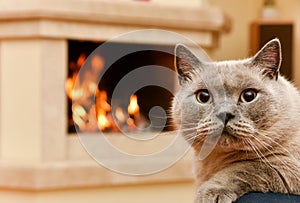 Home spirit. Cat by the fireplace