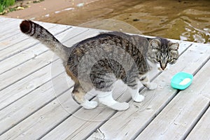 Home tabby cat sniffs soap on a wooden river bridge