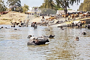 Home time for buffalo and cattle after dip