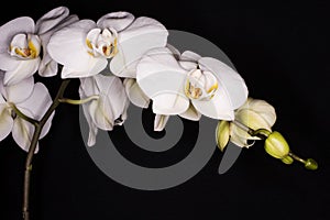 Flowers - Orchidea, Orchid photo