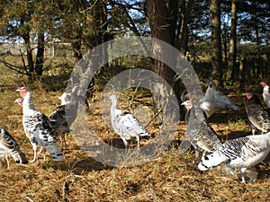 Home turkeys in dry grass , turkeys in the pine forest, pasture of turkeys