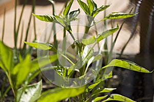 Home urban garden with green pepper.