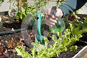 Home urban garden with lettuce.