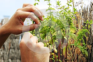 Home urban garden with mint.