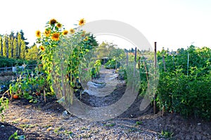 Home vegetable garden at the back yard