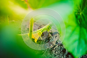 Home vegetable garden bed with growing young green cucumbers close-up in the early morning at sunrise