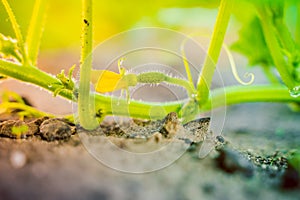 Home vegetable garden bed with growing young green cucumbers close-up in the early morning at sunrise