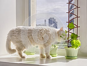 Home vegetable garden and a curious cute white house cat on window sill.