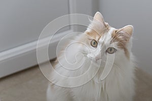 Home white beige cat looks ahead. Muzzle close up. Attentive and interested look. On a light background