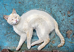 Home white cat sleeping on concrete floor