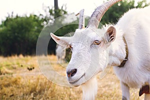 Home white goat grazing in a meadow