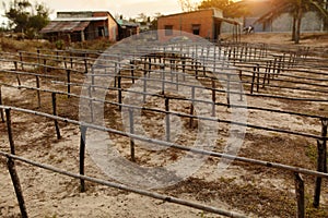 Home Wineyard. Beautiful Sunset Over Empty Winemaking Plantation