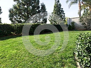 Home yard landscaping lawn grass