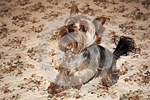 Home Yorkshire Terrier