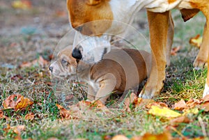 Homegr three weeks mixed breed puppy on a grass in autumn