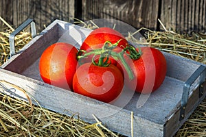 Homegrow tomatoes photo