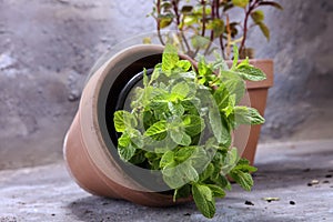 Homegrown and aromatic herb mint in old clay pot.