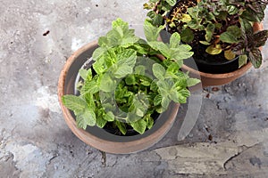 Homegrown and aromatic herb mint in old clay pot.