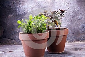 Homegrown and aromatic herb mint in old clay pot.