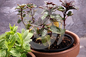 Homegrown and aromatic herb mint in old clay pot.