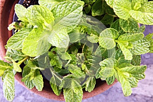 Homegrown and aromatic herb mint in old clay pot.