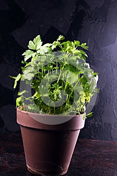 Homegrown and aromatic herb organic parsley in old clay pot