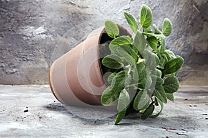 Homegrown and aromatic herb sage in old clay pot.