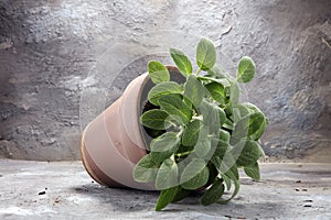 Homegrown and aromatic herb sage in old clay pot.