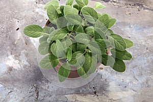 Homegrown and aromatic herb sage in old clay pot.