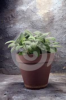 Homegrown and aromatic herb sage in old clay pot.