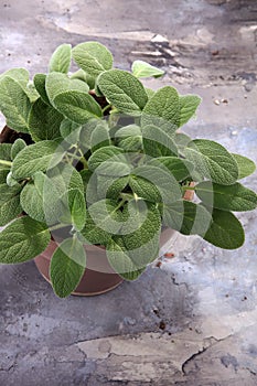 Homegrown and aromatic herb sage in old clay pot.