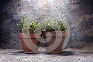 Homegrown and aromatic herb thyme in old clay pot.