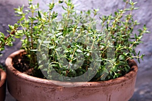 Homegrown and aromatic herb thyme in old clay pot.