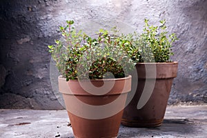 Homegrown and aromatic herb thyme in old clay pot.