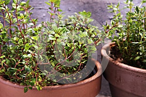 Homegrown and aromatic herb thyme in old clay pot.