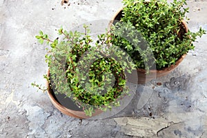 Homegrown and aromatic herb thyme in old clay pot.