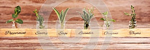Homegrown and aromatic herbs in glass with sage and oregano with labels
