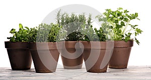 Homegrown and aromatic herbs in old clay pots